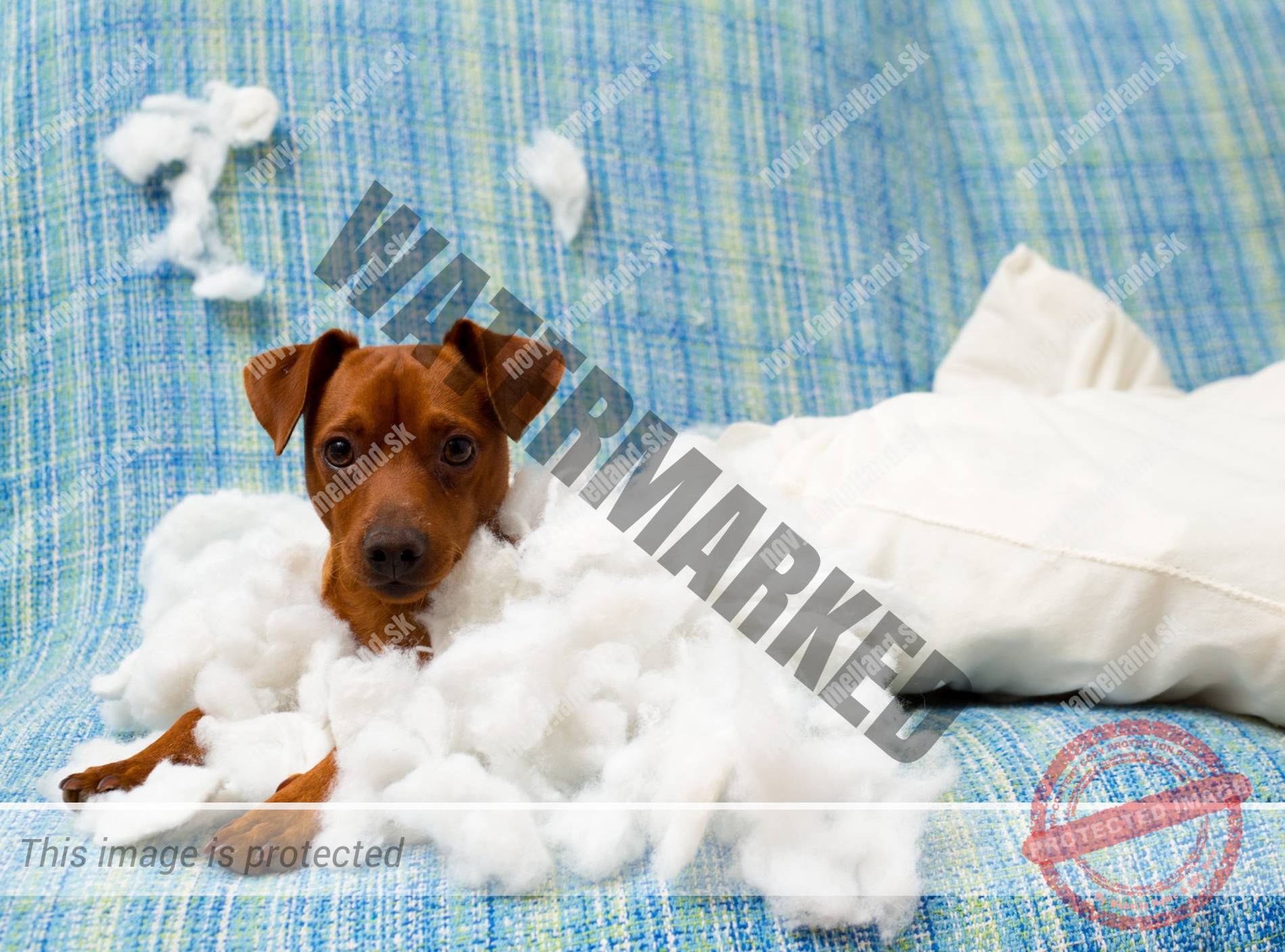 domaci maznacik psik hrat sa