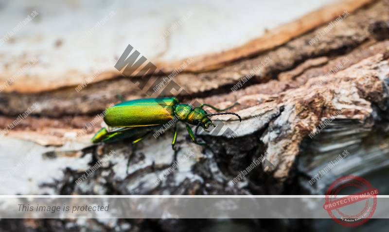 nebezpecny hmyz sietky na okna